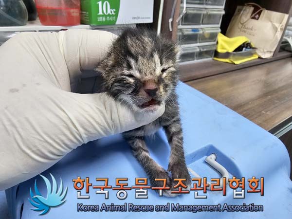 유기동물 - 한국 고양이